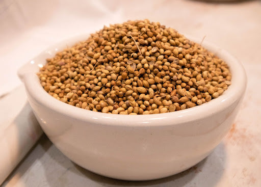 Coriander (Coriandrum sativum)