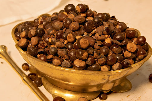 guarana plant seeds Guarana Seed (Paullinia cupana) Organic – Raine n River Apothecary