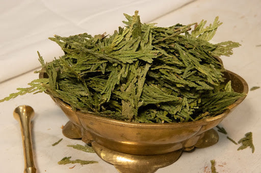 Organic Cedar Leaf (Thuja plicata)