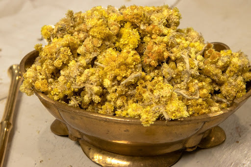 Organic Helichrysum (Helichrysum italicum)