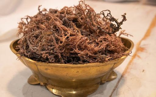 Sea Moss Purple (Chondrus crispus)