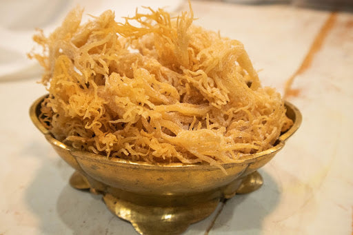 Sea Moss Golden (Chondrus crispus)