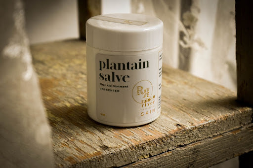 PLANTAIN SALVE (unscented)